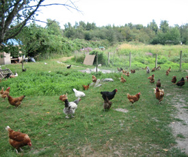 Chickens ranging in green pasture