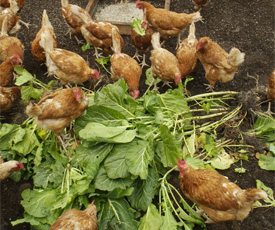 Chickens eating greens