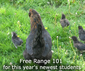 Mother hen with her chicks